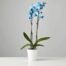orchids delivery istanbul