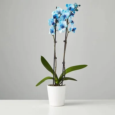 orchids delivery istanbul