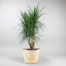 send plant in istanbul