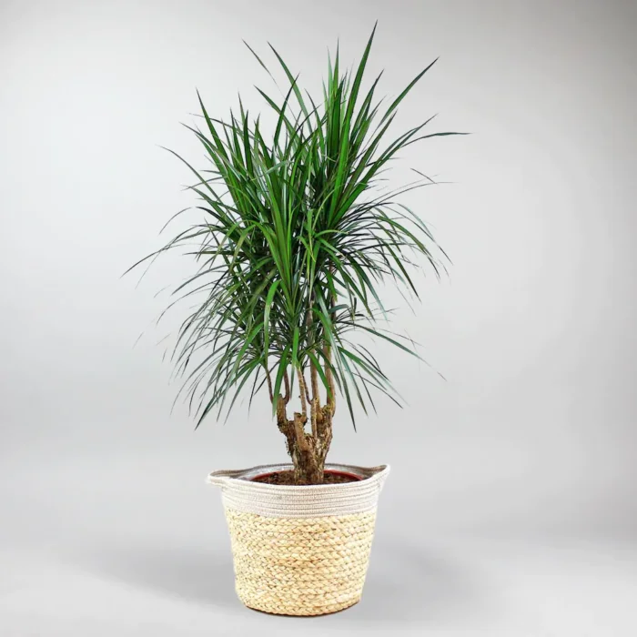 send plant in istanbul