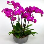 Large Purple Orchid
