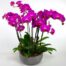 orchids delivery in istanbul
