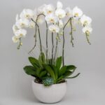 Large White Orchid