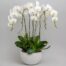 orchids delivery istanbul