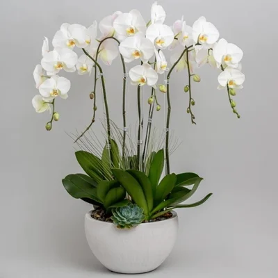 orchids delivery istanbul