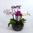 orchid delivery to istanbul