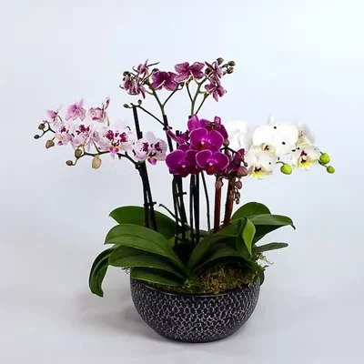 orchid delivery to istanbul