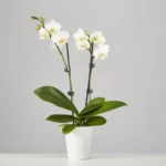 White Orchid