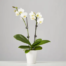 orchids delivery in istanbul
