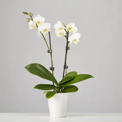 orchids delivery in istanbul