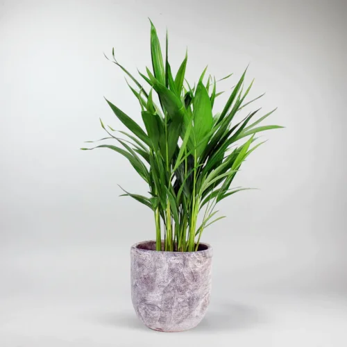 send plants in istanbul