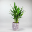 send plants in istanbul
