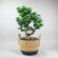 Send trend plant to Istanbul