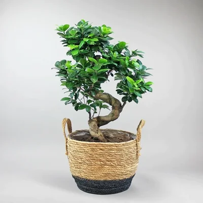 Send trend plant to Istanbul