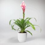 Guzmania