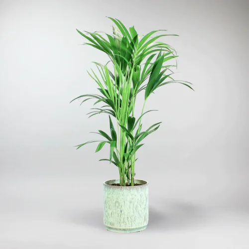 send trend plant in istanbul