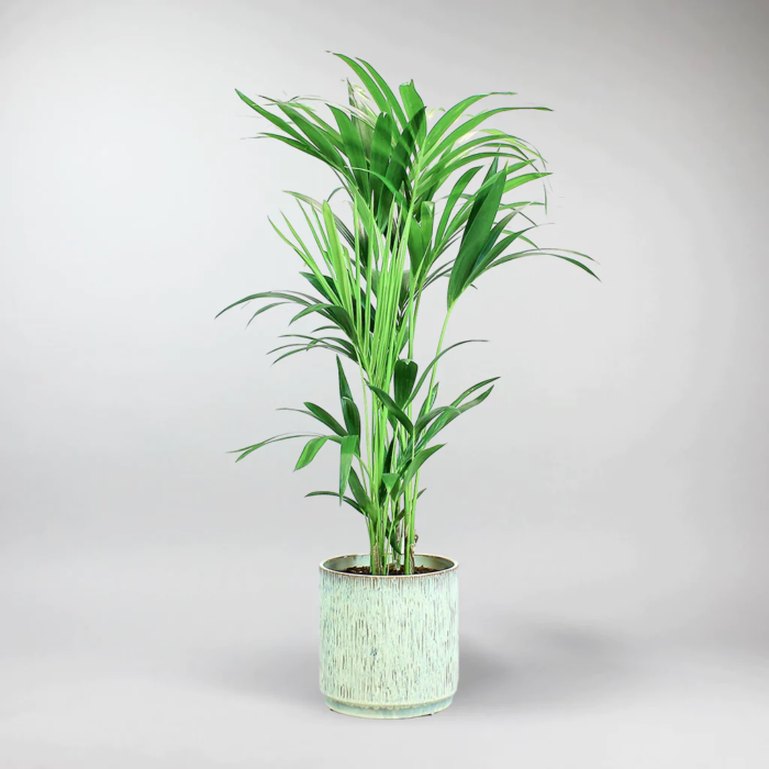 send trend plant in istanbul