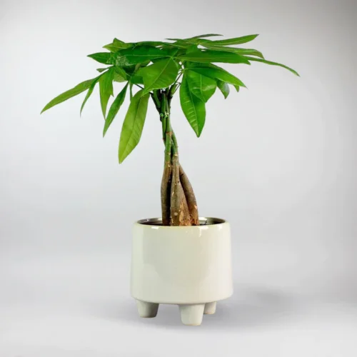 send trend plants to istanbul