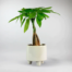 send trend plants to istanbul