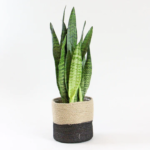 Snake Plant