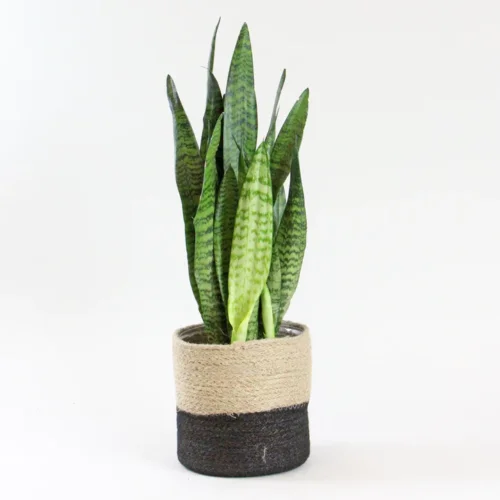 send trend plant istanbul