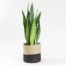 send trend plant istanbul