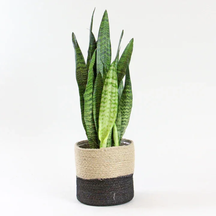 send trend plant istanbul
