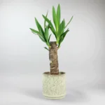 Yucca Plant