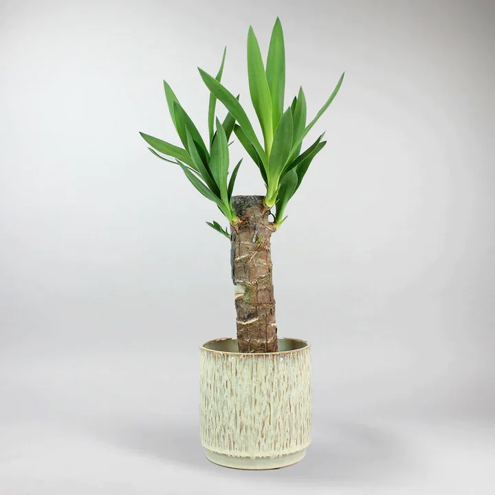 send plants to istanbul