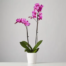 orchids delivery to antalya